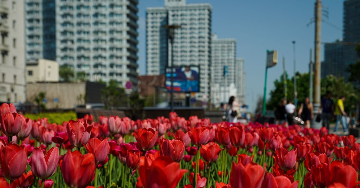 Столица цветов. Цветы Москва. Цветы высаженные в Москве. Московский цветы. Клумбы Москвы.