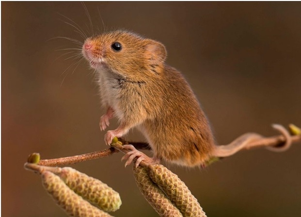 Small mammals and their babies - Animals, Young, The photo, Longpost