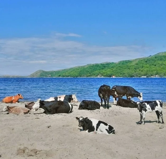 Chicks on the beach without clothes - Sea, Beach, The sun, Cow