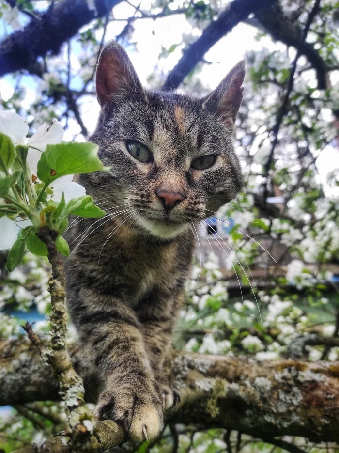 The first day of summer - My, Mobile photography, cat, Tricolor cat, Apple tree, Longpost