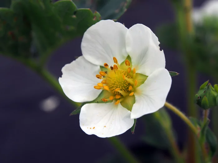 Strawberry blossoms - My, The photo, Bloom, Strawberry plant, Strawberry (plant)