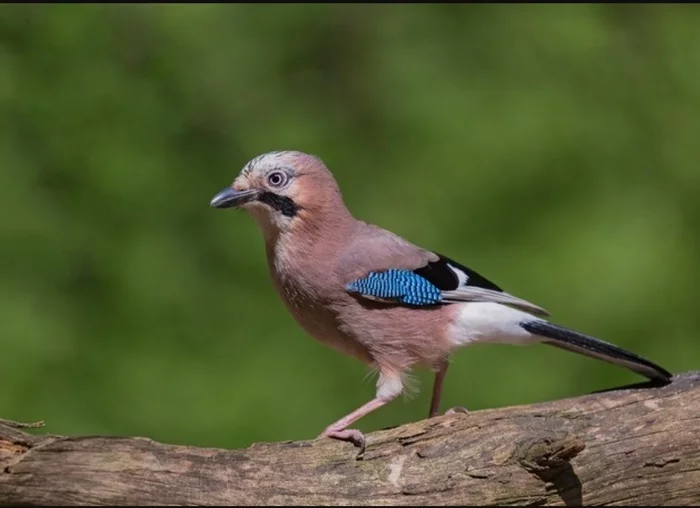 Bird watchers fail to fool jays with two classic tricks - news, Ornithology, Jay, Experiment, Video, Longpost