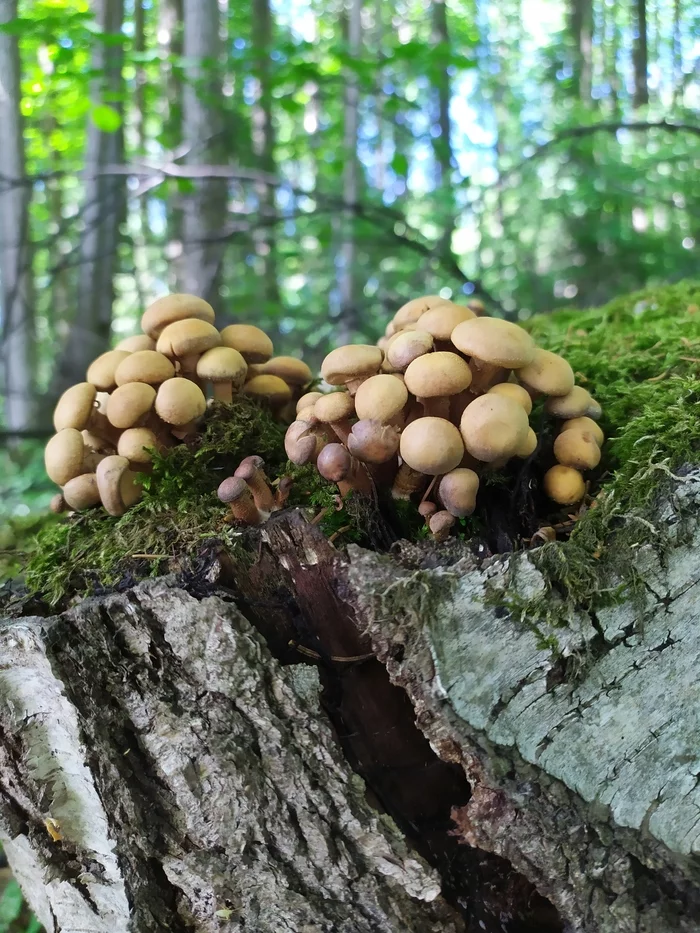 First mushrooms - My, Mushrooms, Honey mushrooms, Forest, Spring, Middle Ural, The photo