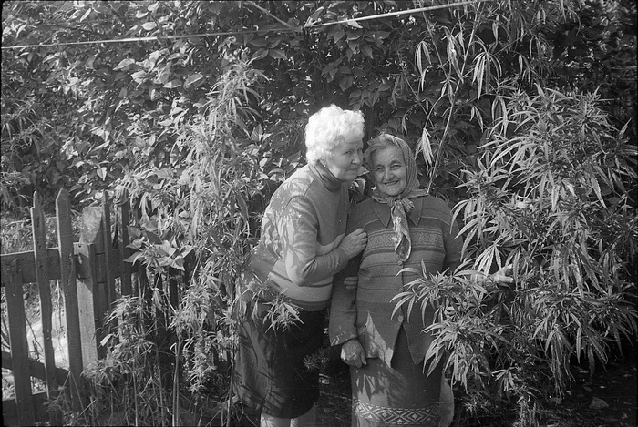 Hemp farmers in the USSR - the USSR, Marijuana, Squirearchy, Hemp