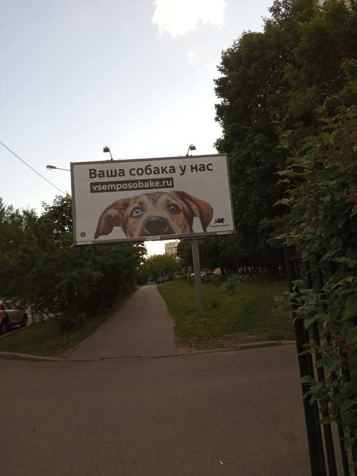Реклама машины с собакой. Смотреть фото Реклама машины с собакой. Смотреть картинку Реклама машины с собакой. Картинка про Реклама машины с собакой. Фото Реклама машины с собакой