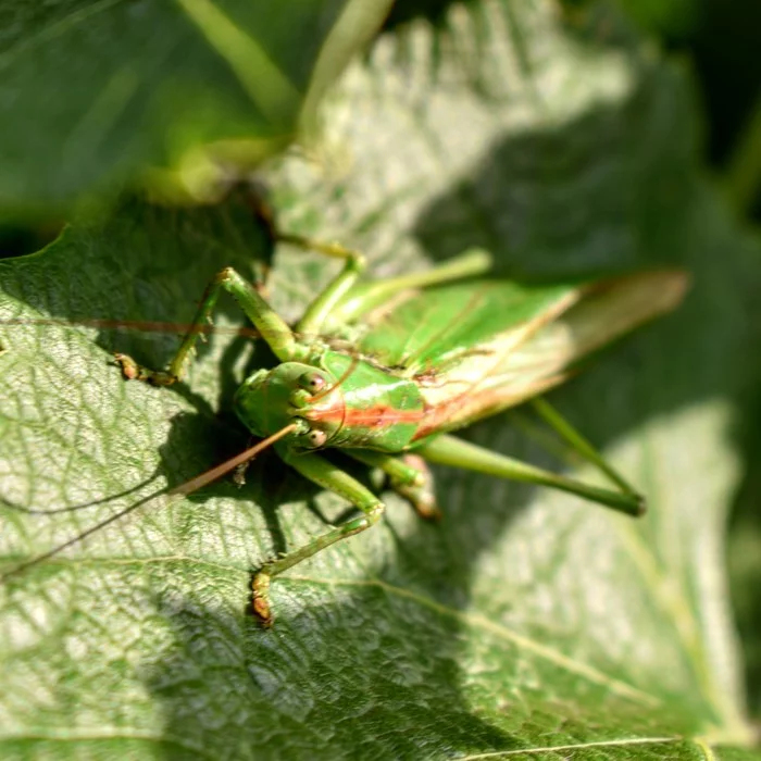 In the grass Grasshopper sat... - My, Nature, Grasshopper, Summer, The photo, Morning