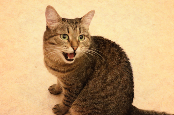 Кто сказал Мяу?