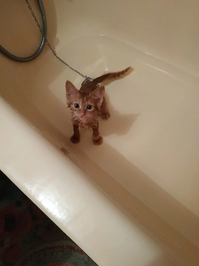 Why is there so little water in the pool? - My, Kittens, cat, Bathroom