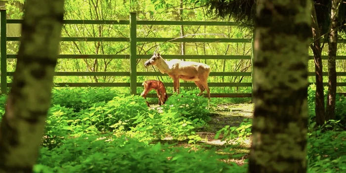 Forest reindeer cubs born at Moscow Zoo - Reindeer, Deer, Moscow, Zoo, Video, Longpost