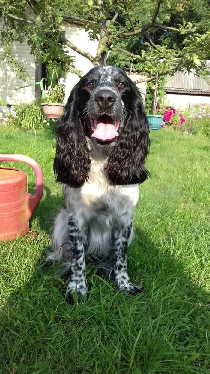 Lost dog in the city of Korolev, black and white Russian hunting spaniel - My, Dog, The missing, The dog is missing, City of Queens, No rating