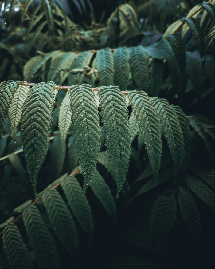          , ,   , Xiaomi, Google Camera, , 