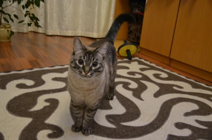 Is the meal ready? - My, cat, Kittens