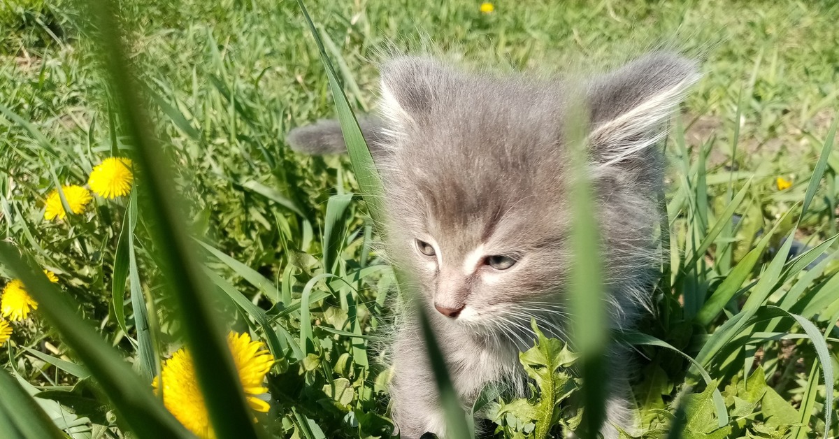 roll - My, cat, Pets