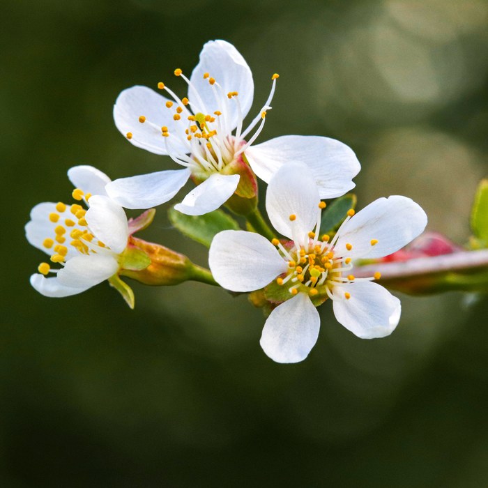 Цветы сливы