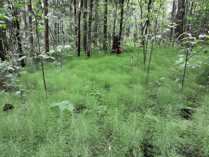 horsetail carpet - My, Forest, Equisetum, Plants, Longpost