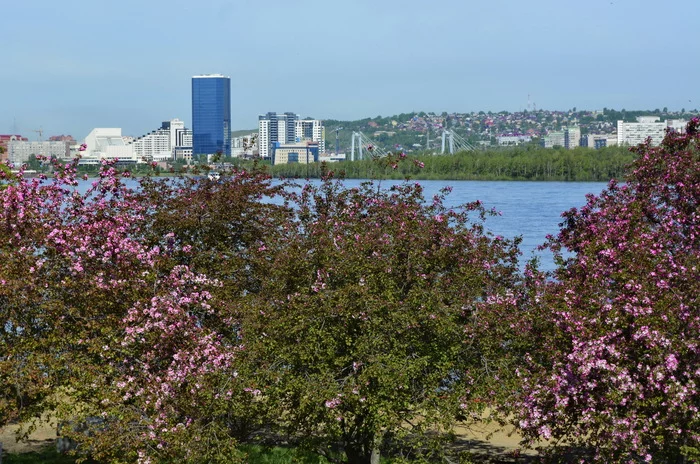 City of blooming ranetok - My, Krasnoyarsk, Ranetki
