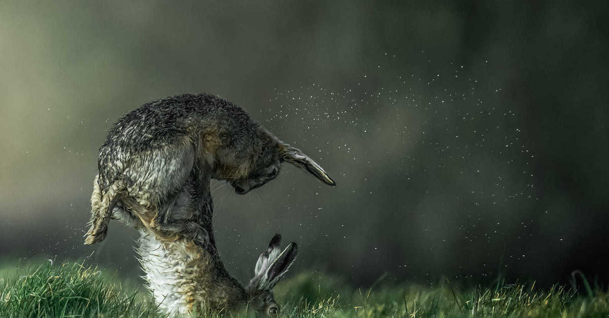 Дикие сны. Курьезы природы. Победители National Geographic Дикая природа 2020. Животные побеждают. Животные победители.