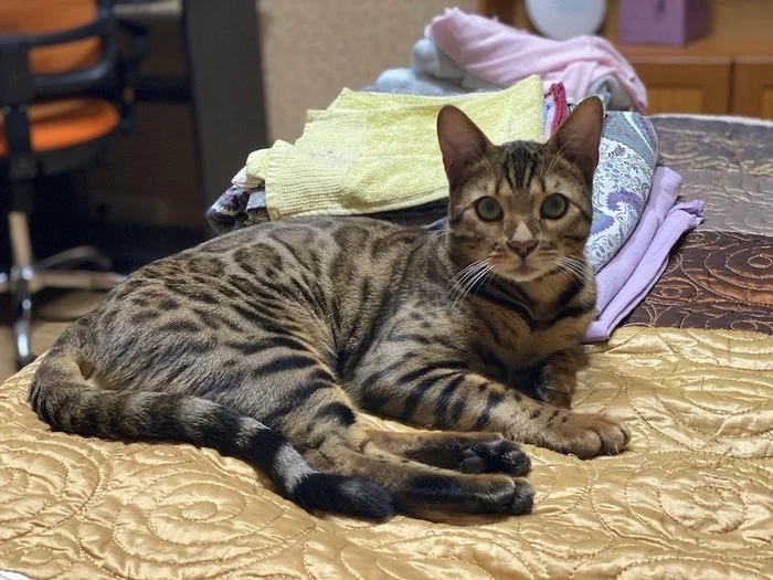 Lost bengal in the area of ??Kaluga-Belyayevo - My, Lost cat, Konkovo, Belyaevo, Kaluga, Bengal cat, Longpost, cat