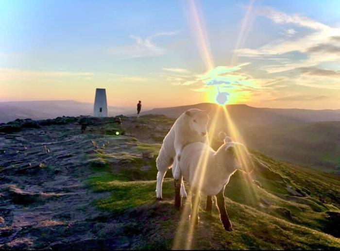 Everything is perfect in this picture - The photo, Landscape, Sheeps, The sun, Pairing