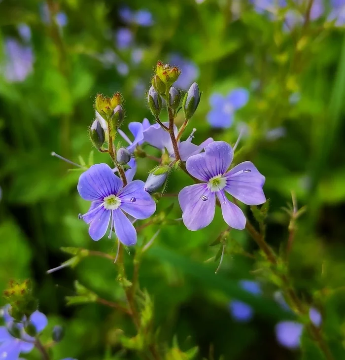 Meadow flowers - charm and tenderness - My, Flowers, Nature, Tenderness, Spring, Charm, Mobile photography, Russia