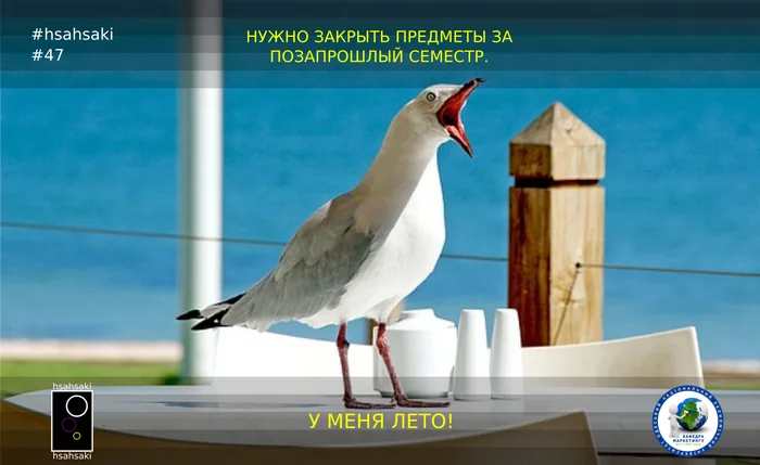 Summer has come for the student, but the subject has not been closed - My, University, University, Students, Headman, Duty, Summer, Animals, Seagulls, , Memes, Picture with text