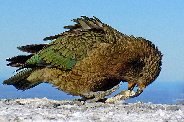 The New Zealand parrot began to live in the mountains to avoid people - Birds, A parrot, Kea, Rare view, Mind, Protection of Nature, Research, New Zealand, , University, Experiment, Video, Longpost