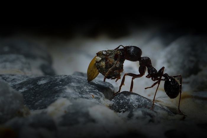 Формикарий. Финал