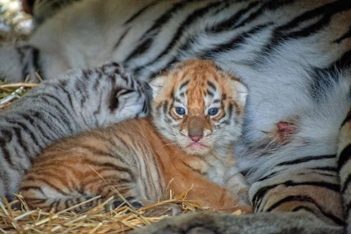 Response to the post Bengal tiger cubs were born in the zoo of Chisinau - Tiger, Tiger cubs, Bengal tiger, Big cats, Milota, Kishinev, Zoo, Moldova, , Cat family, Positive, White tiger, Reply to post, Longpost