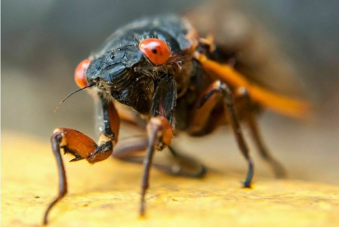 какое насекомое долго живет