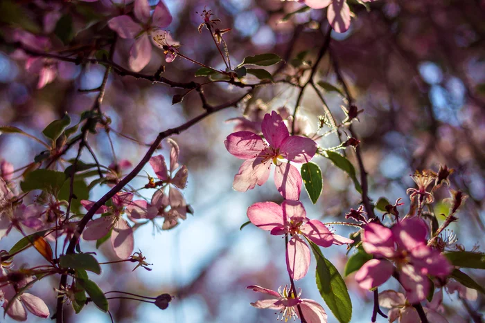 Some shots on Yongnuo 35mm f/2 - My, The photo, Nature, Nikon, Nikon d3100, Nikon d7000, Yongnuo 35mm