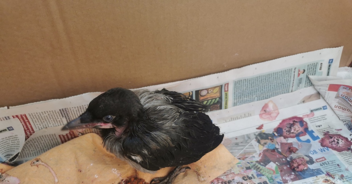 Foundling Day 4 - My, Grey Crow, Corvids, Care and maintenance, Animals, Birds, Chick