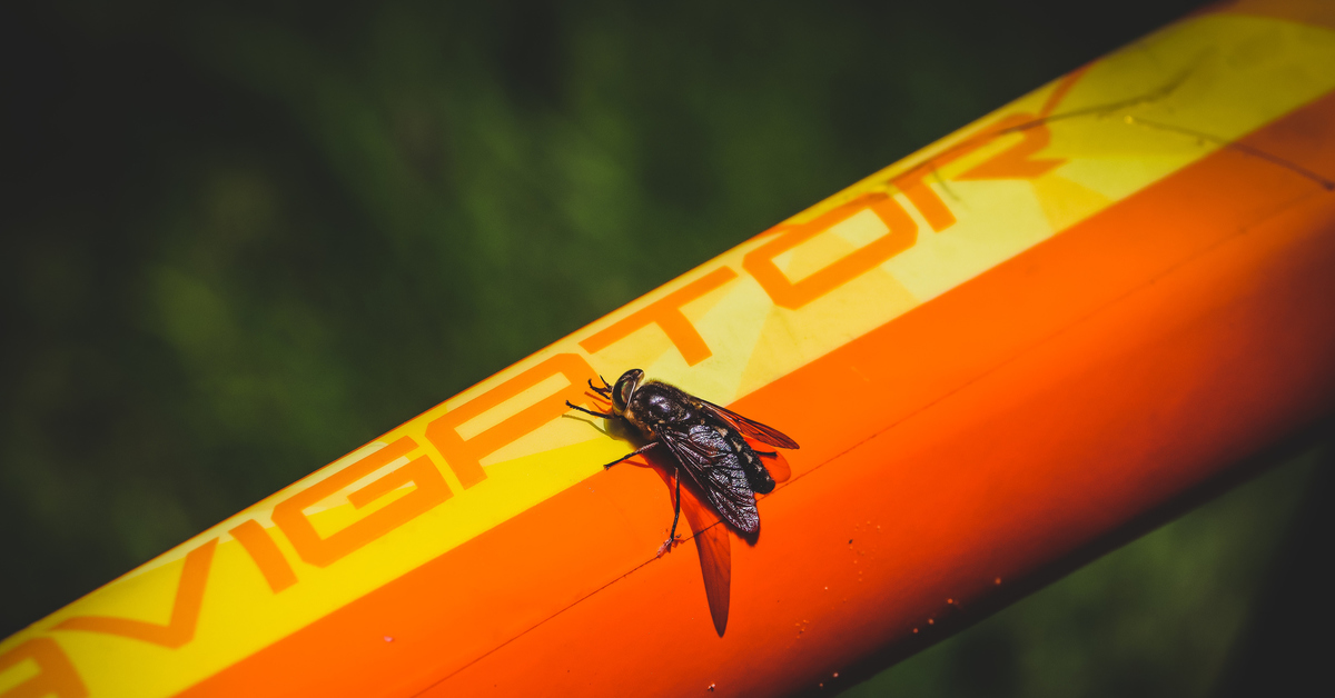 Horsefly - My, The photo, Insects, Animals, Horsefly