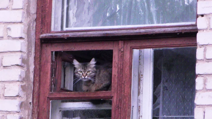 Observer - My, Observers, cat, Window