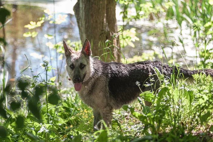 Walk + obedience :) - My, East European Shepherd, Dog, Summer, Nature, PHOTOSESSION, Longpost