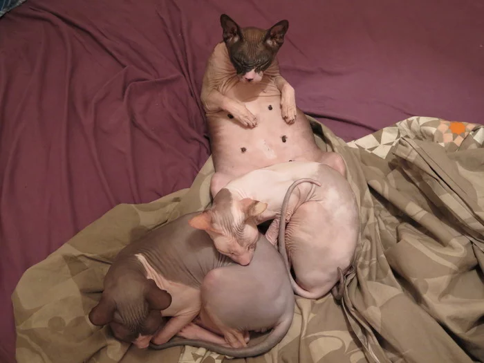 Sphinx family: mother, son and daughter - My, Don Sphynx, cat, Longpost