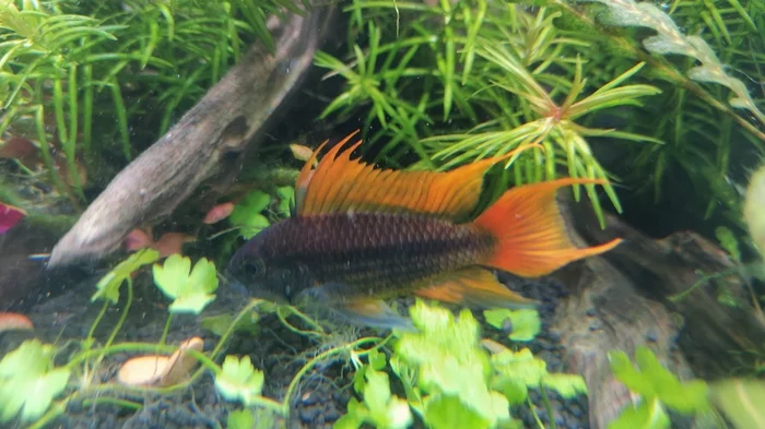 Apistogramma cockatoo - My, Aquarium, Aquarium fish, Saint Petersburg, Apistogramma, Video, American cichlids