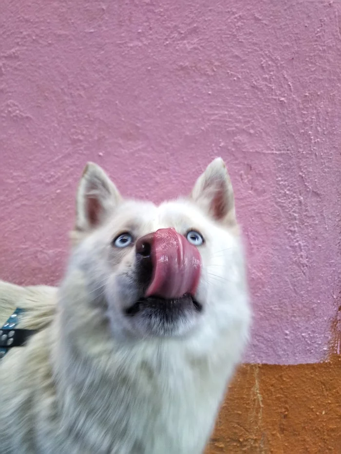 boy walk - My, Mestizo, In good hands, Lost, Husky, Graffiti, Permian, Dog, Found a dog, , Good boy, Longpost