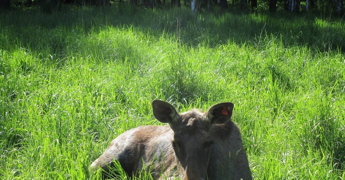 Moose biostation of the park Elk Island (part 1) - My, Elk Island, Reserves and sanctuaries, Moscow region, Animals, The photo, Longpost, Elk, Deer, Boar