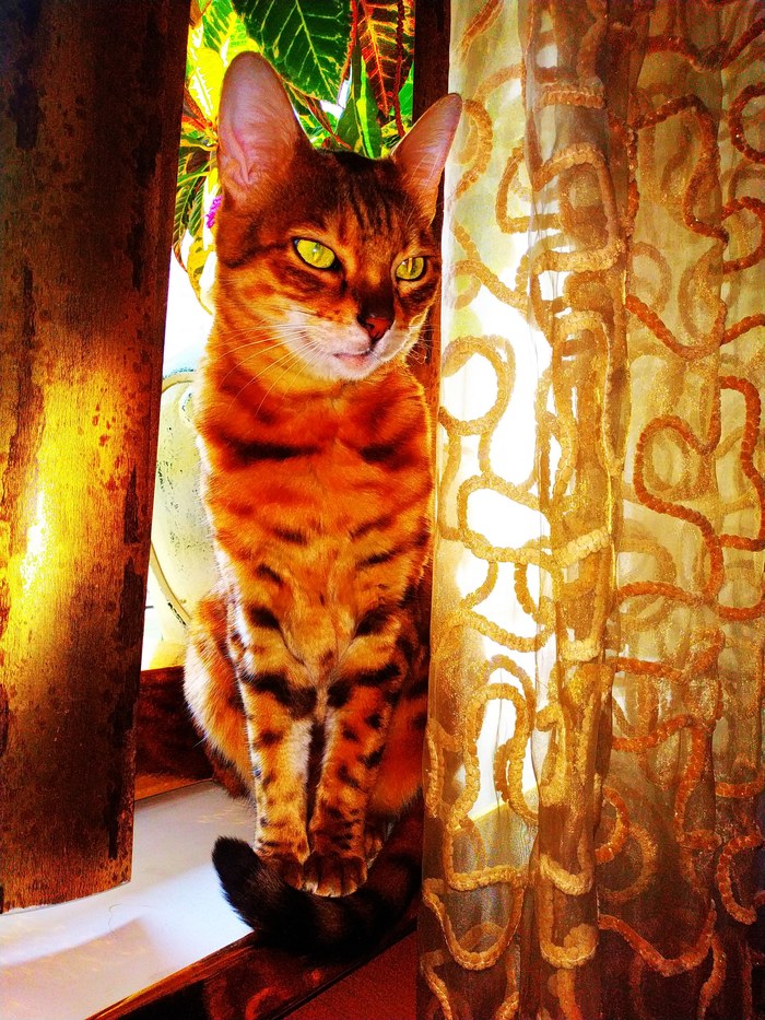 ����������, ���, ���������