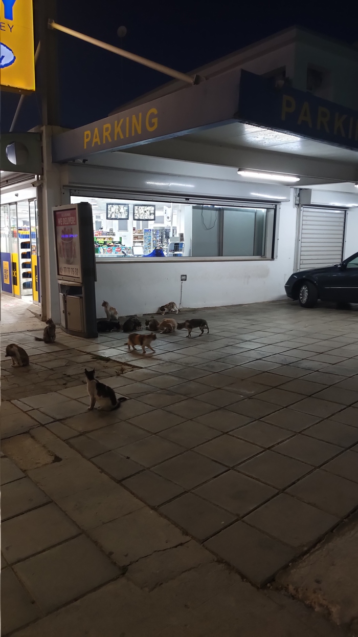 Кошачий паркинг