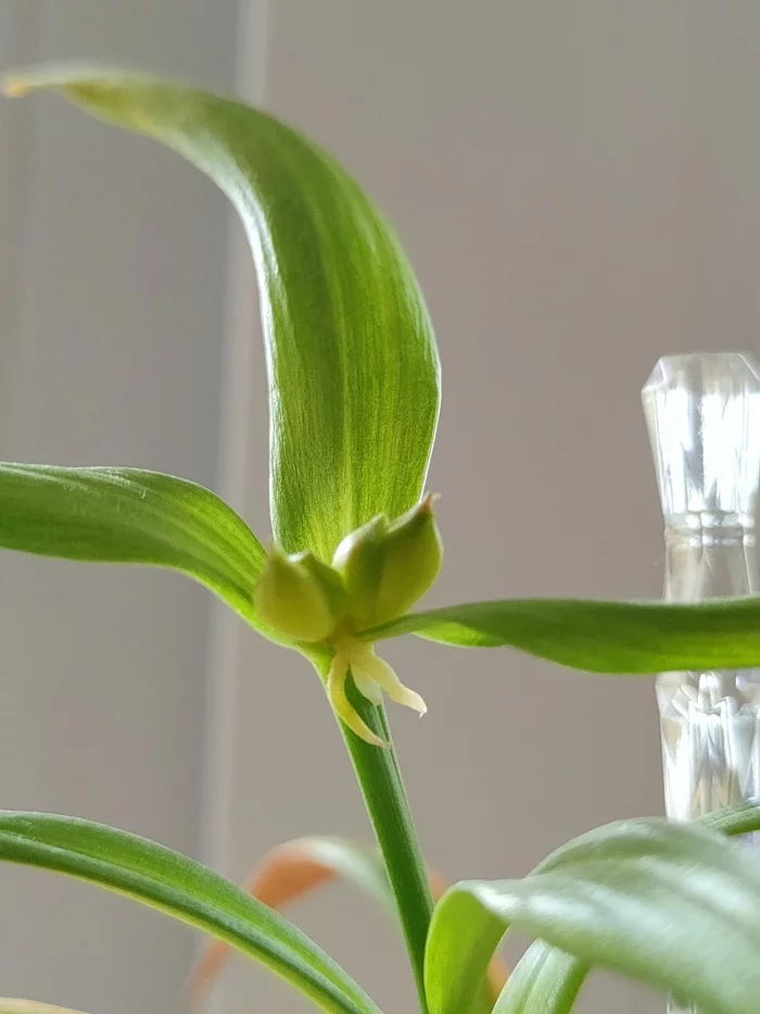 What are the shoots on the top of a terry lily - My, Lily, Houseplants, Longpost