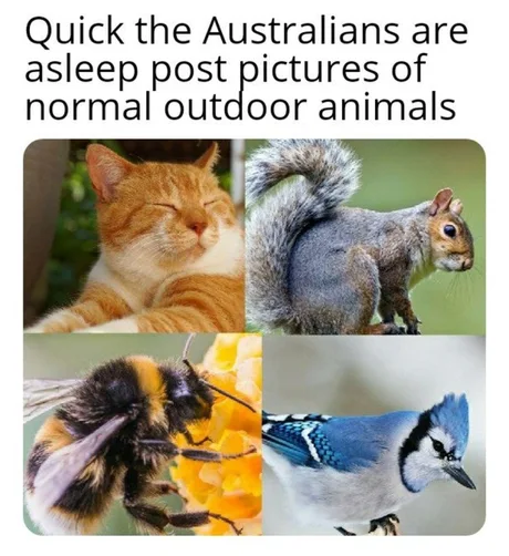 Пока Австралийцы спят