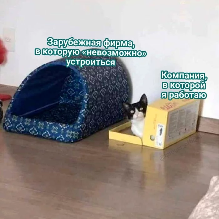 somewhere here and there) - Work, Boundary, IT humor, cat
