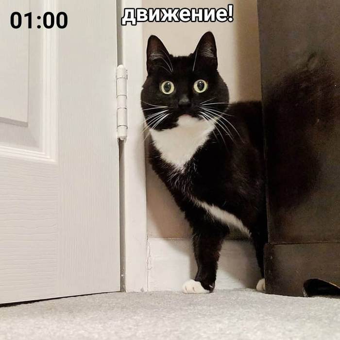 Что такое хорнет напиток. Смотреть фото Что такое хорнет напиток. Смотреть картинку Что такое хорнет напиток. Картинка про Что такое хорнет напиток. Фото Что такое хорнет напиток