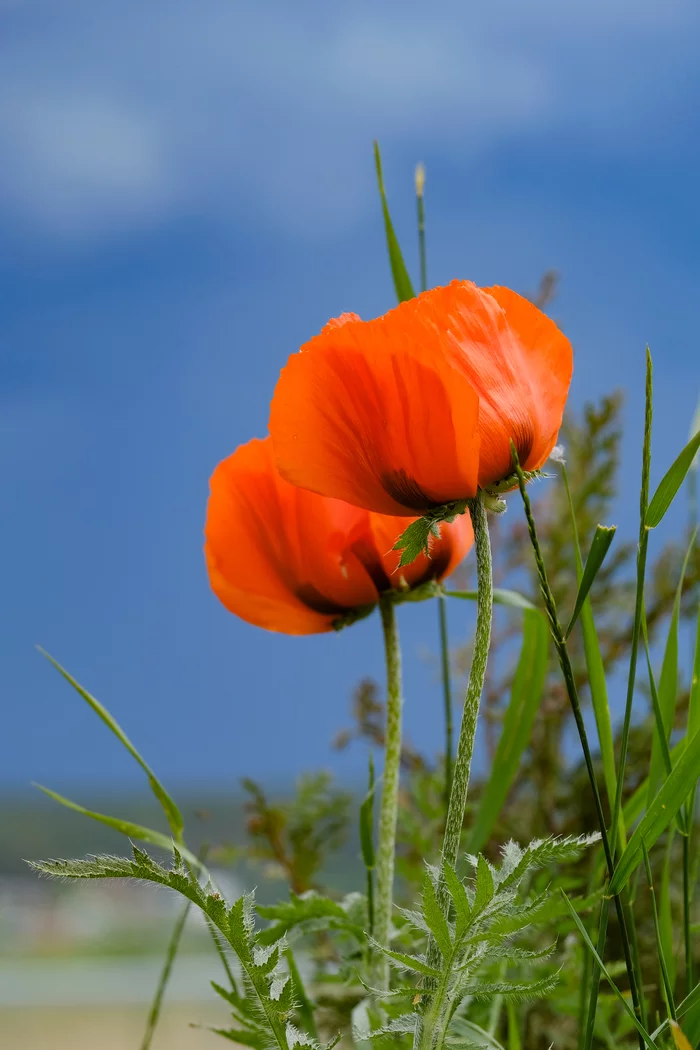 The moment before the storm - My, Poppy, The photo, Flowers, Sky, Before the storm, Fujifilm