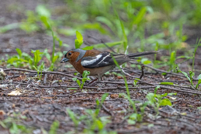 Finch - , Birds, Ornithology