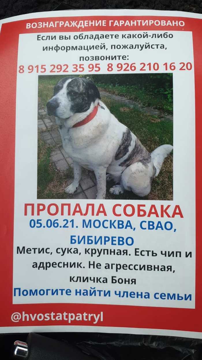 Need help! - The dog is missing, Bibirevo, Moscow, Reward, Dog, No rating, Help