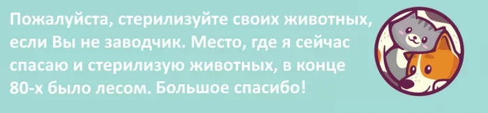 Продолжение поста «Привет из дома от второго непушистого черненького котенка, которого я не дала утопить» - Моё, Кот, Дом, Спасение животных, Нашел дом, Черный кот, Котята, Видео, Ответ на пост, Длиннопост