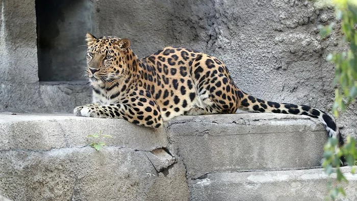 5-year-old girl killed by leopard in India - Leopard, Big cats, Cat family, Predator, Wild animals, Negative, India, Kashmir, , Life safety, Attack, Girl, The dead, Victim, Incident, Grief, Animals