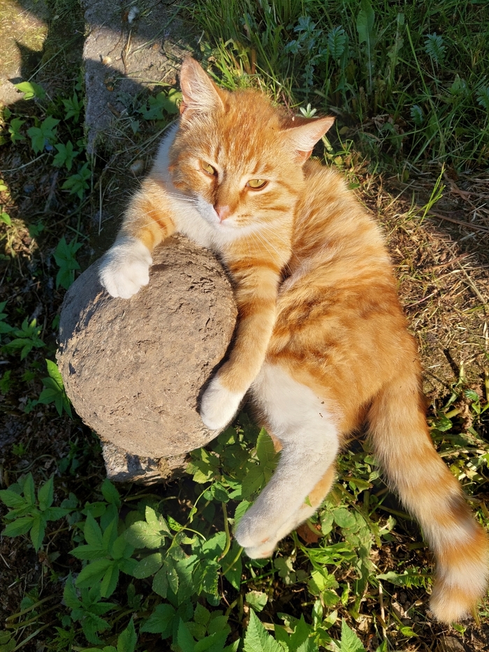 Кот на шаре